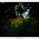 PinHole Lens ... 서울의숲,응봉산야경(2024-06-11) 이미지