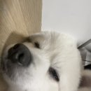 대지이발 네이버블로그