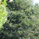 영평조록나무 이미지