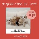 안흥초교 | 꼬똥드툴레아 분양가, 브리더가 알려주는 성격 및 특징 총정리