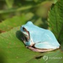 청개구리 이미지