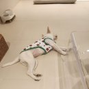 스테이 도랑 이미지