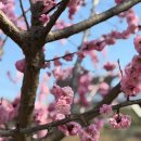 대청호오백리길 백골산성낭만길 | 🌸 대청호 오백리길 5구간 백골산성낭만길, 벚꽃 따라 걷는 봄산책 🌸