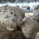 고송농장 이미지