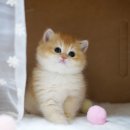 강남 고양이 분양 냥블리 이미지