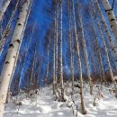 원대리 자작나무숲 이미지