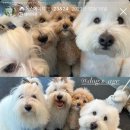 뽀소송 네이버블로그