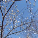화조 및 사군자 자료로 이용해 보세요....꽃망울 터뜨리는 매화(梅花)나무 이미지