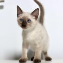 (주)푸른사료 | 고성샴고양이분양 | 집사님과 유대감이 가장 높은 품종 샴! 한 번 자세히 알아볼까요?