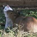 해랑나랑 이미지