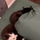 엠엔에스(M&S) | 런던일상 / 12월 춥지않은 겨울일기