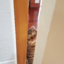 고양이의 하루 이미지