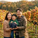 노을과포도향기 | [2026 아이와 가을 여행] 새콤달콤 수확 체험! 포도·사과 따기 체험 + 근교 가족 맛집 TOP4 총정리