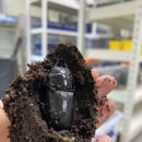 임실사슴농장 이미지