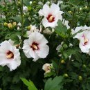 무궁화(Rose of Sharon)(12/21) 이미지