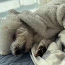 스테이 멍(STAY MUNG) 이미지