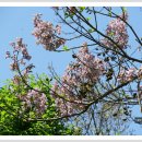 오동나무 이미지