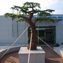 소나무회관 이미지