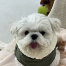 해시도그 | 🧥 강아지 겨울 패딩 추천｜엔젤도그 개따뜨텍 패딩 후기