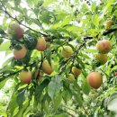 수담농장 이미지