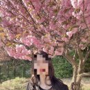 용인 기흥 겹벚꽃명소, 은성사 겹벚꽃 주차 및 실시간 개화