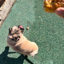 멍멍쩝쩝 이미지