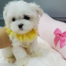 미스터독 이미지