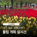 진달래자판기 | 대구 송해공원 튤립 개화 실시간 봄나들이 후기