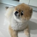 소래동물병원 | 『소래동물병원』 강아지 '고관절 이형성증' 수술 후기♥ (Feat. 감동의 오선영 원장님)