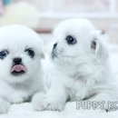 코리아 퍼피 이미지