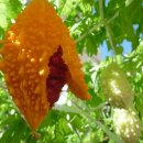 여주-0055 이미지