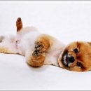 더펫 강아지분양 고양이분양 일산본점 이미지