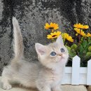 쿤이수염 이미지