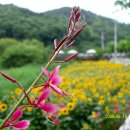 솔마루길 삼호산 이미지