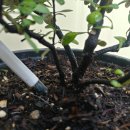 크로키아 이미지