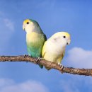 퍼리테일 이미지