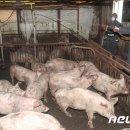 천마리농장 이미지