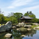 완도 대문리 모감주나무군락 | 완도 여행 총정리｜섬과 바다, 숲과 역사가 만든 느린 여행