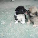 복슬 강아지 이미지