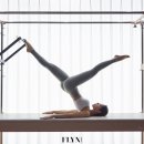 필라펠리스 이미지