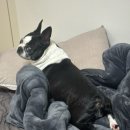 댕댕냠냠 이미지