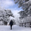 태백산 눈꽃축제 트레킹 2023. 1. 31(화) 이미지