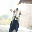 다솜켄넬 이미지