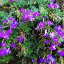 덕수초등학교 이미지