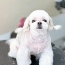 Grooming574 이미지