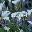 하얀 꽃 프렌치 라벤더 효능과 부작용 꽃말은 행운 이미지
