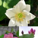 계향농장 네이버블로그