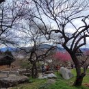 매화영농조합법인 이미지