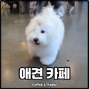 퍼피앤커피 이미지