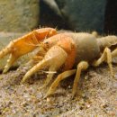 ﻿Burrowing crayfish [Engaeus hemicirratulus] 이미지